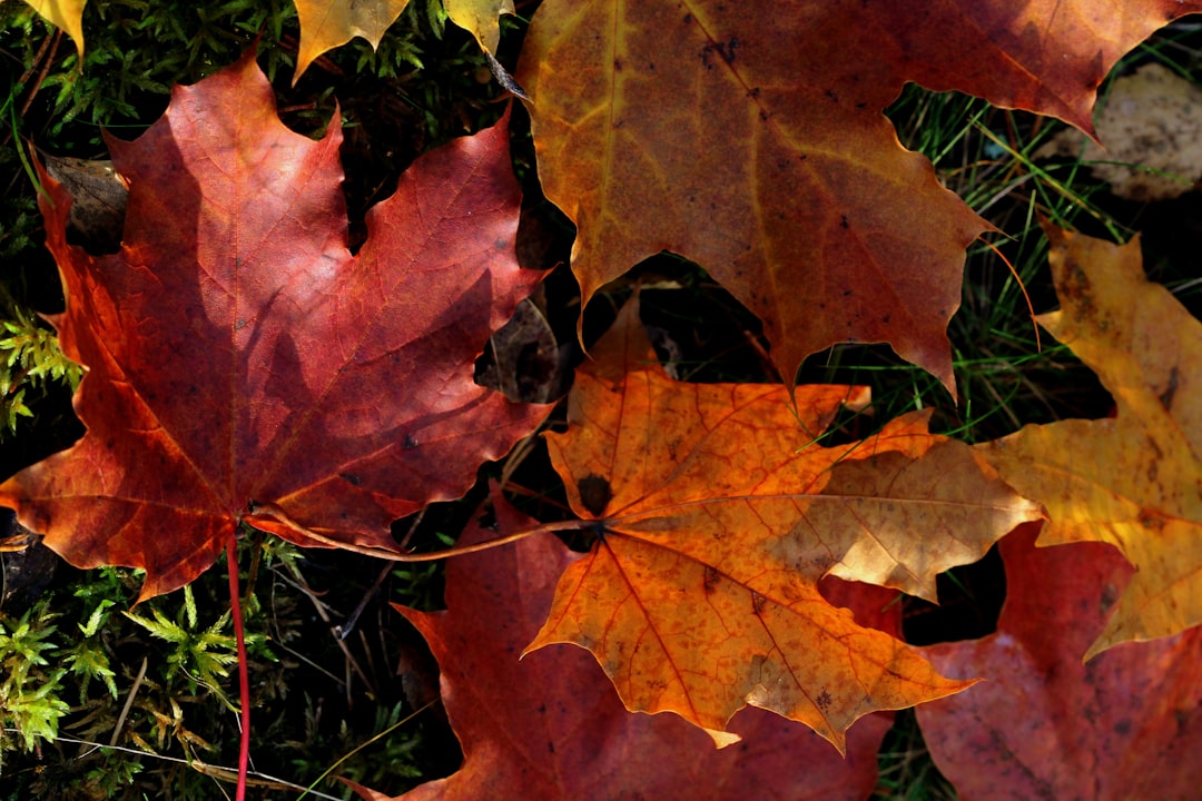 November