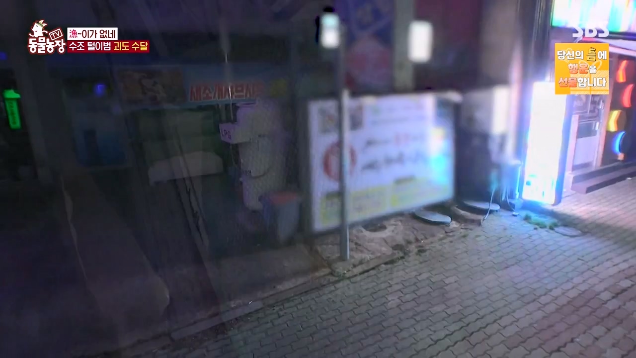 TV 동물농장.E1168.240422p-NEXT.mp4_20240421_170938.724.jpg