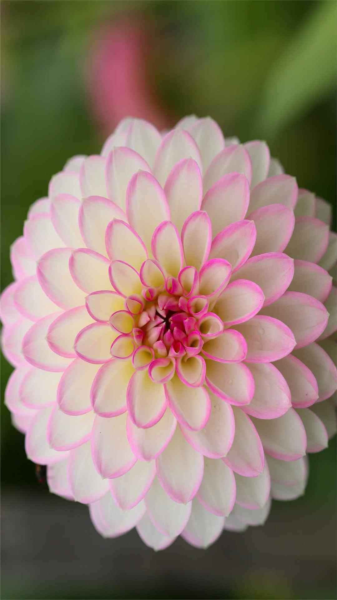 Dahlia Flower iPhone Wallpaper