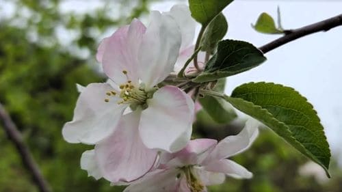 사과나무-꽃-개화시기-인공수분-작업방법