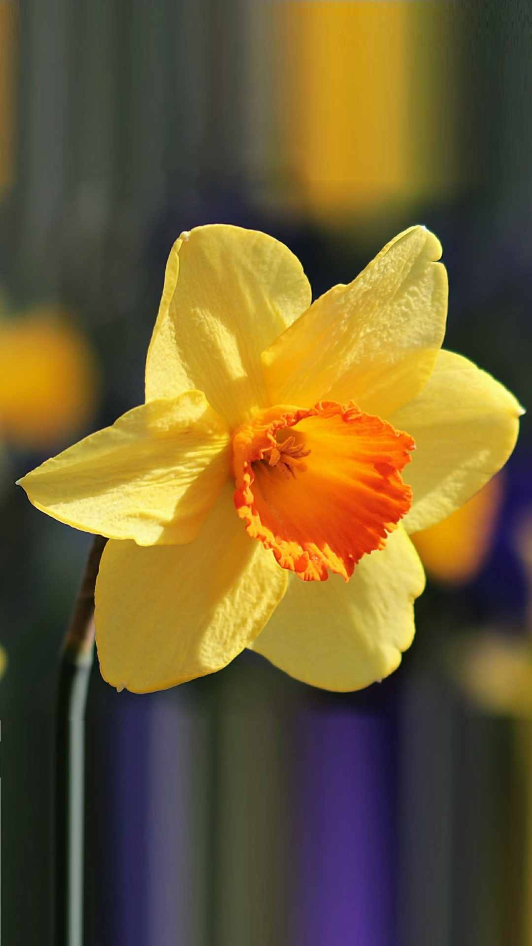 Daffodil Flower iPhone Wallpaper