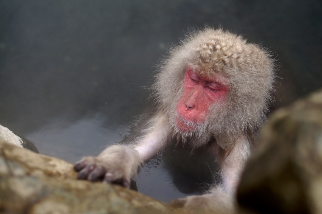 Onsen