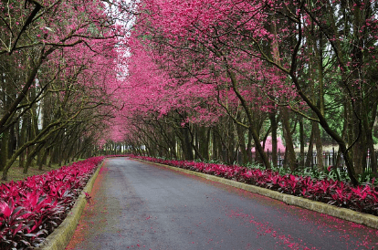 남산 벚꽃 축제