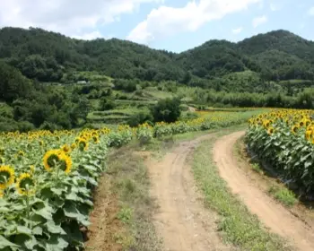 강주 해바라기 축제_26