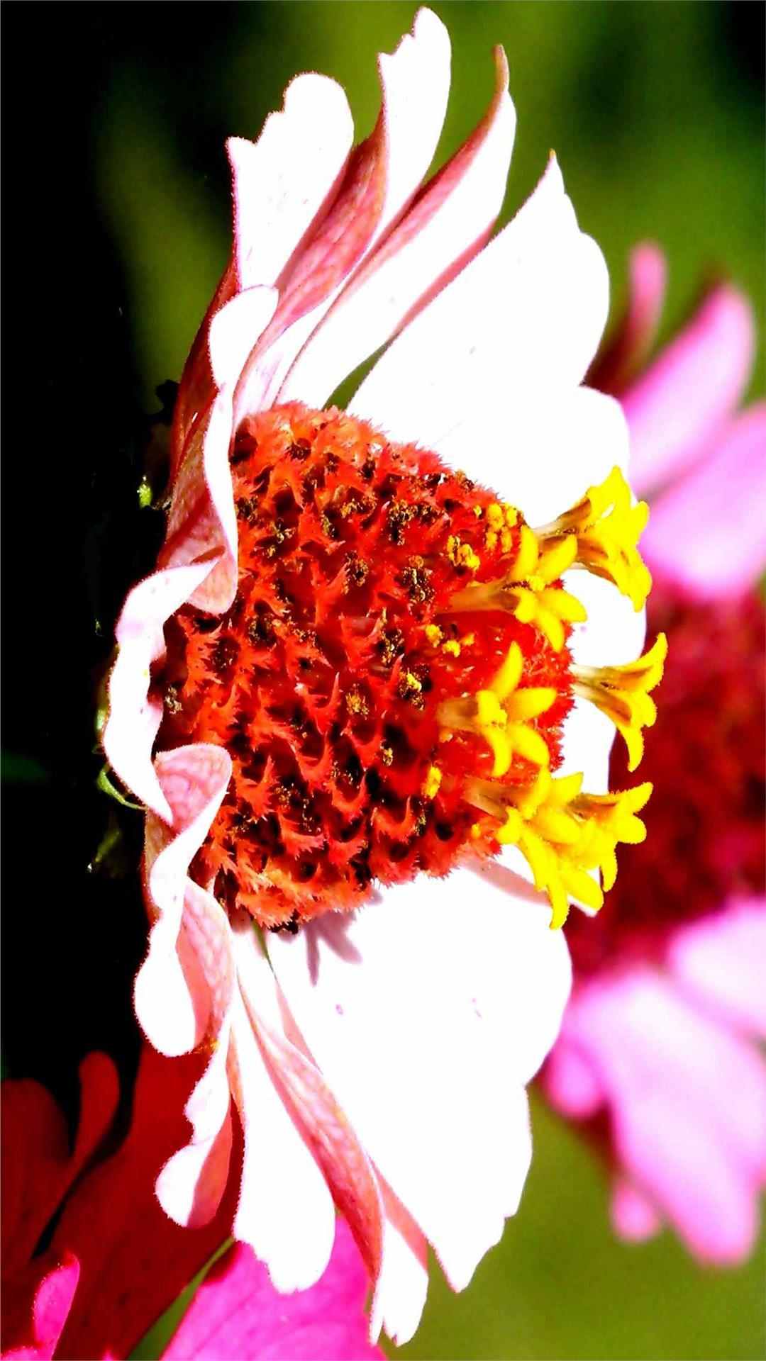 Zinnia Flower iPhone Wallpaper