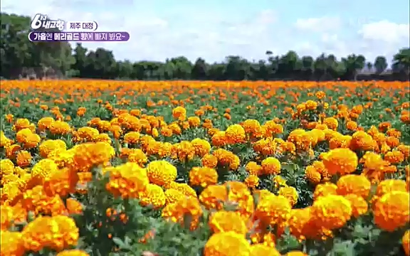 [7612회] 6시 내고향 - KBS7612회] 6시 내고향.ts_20220912_174119.824.jpg