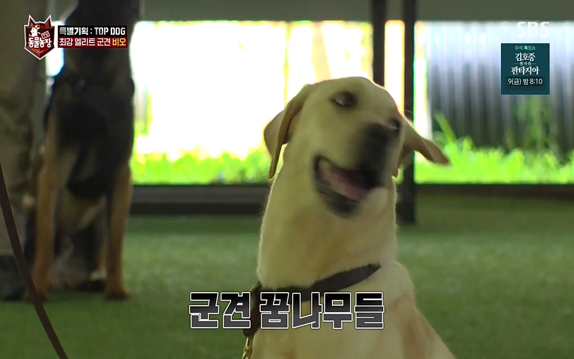 TV 동물농장.E1085.220905p-NEXT.mp4_20220904_173544.117.jpg