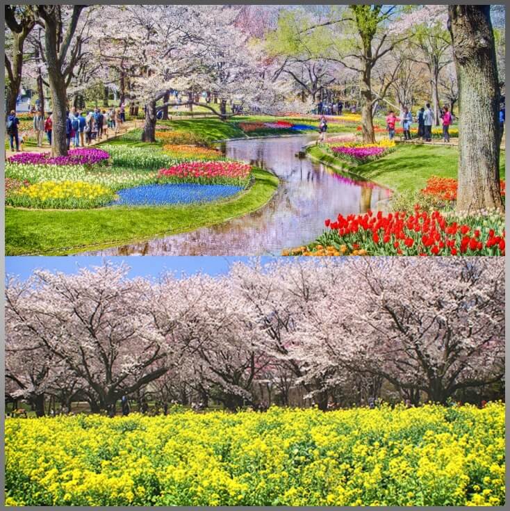 쇼와기념공원-일본벚꽃