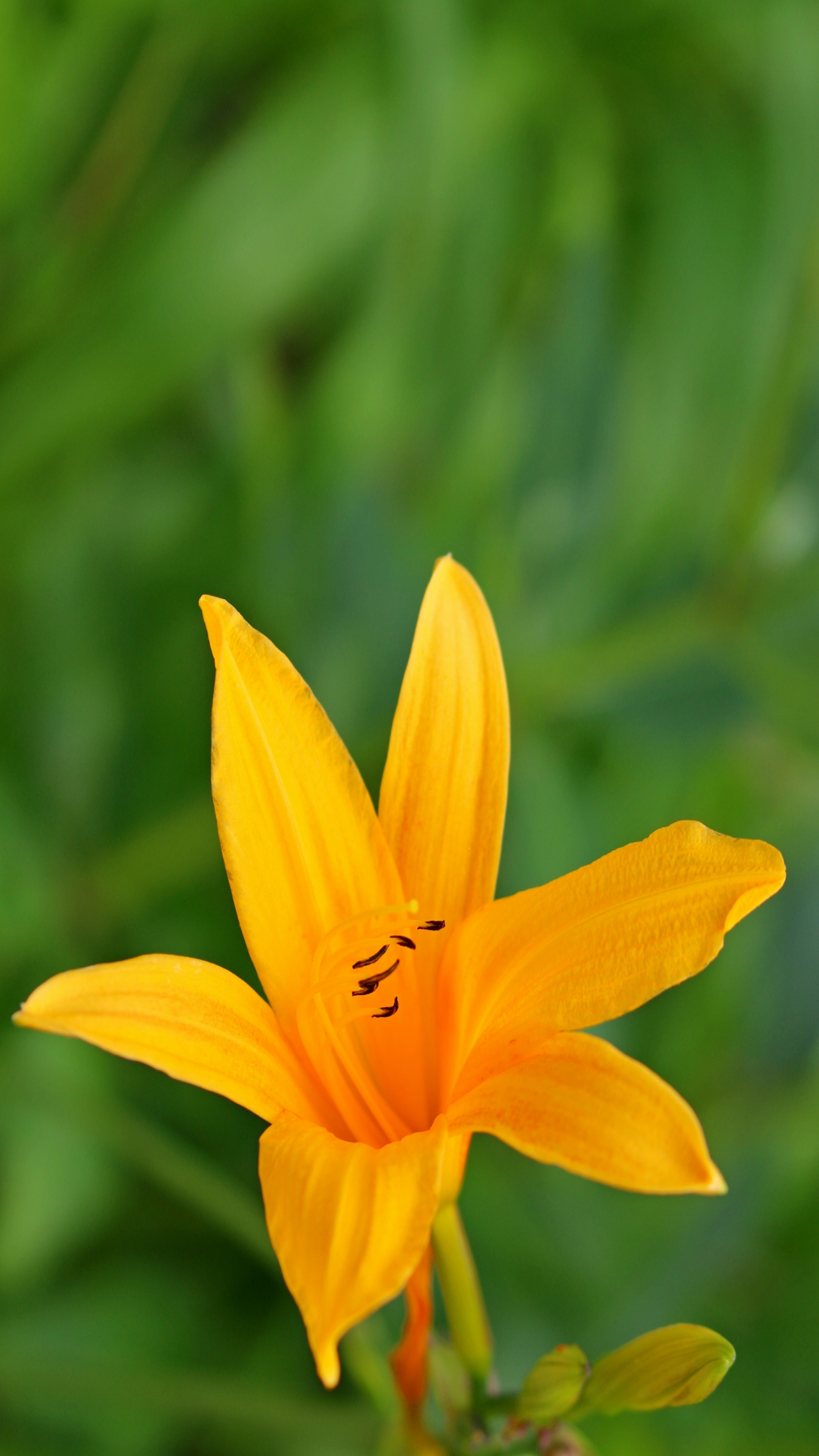 Lily Flower iPhone Wallpaper