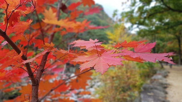 설악산 설악 케이블카 요금 안내, 볼거리, 관광명소, 주차 및 교통 안내
