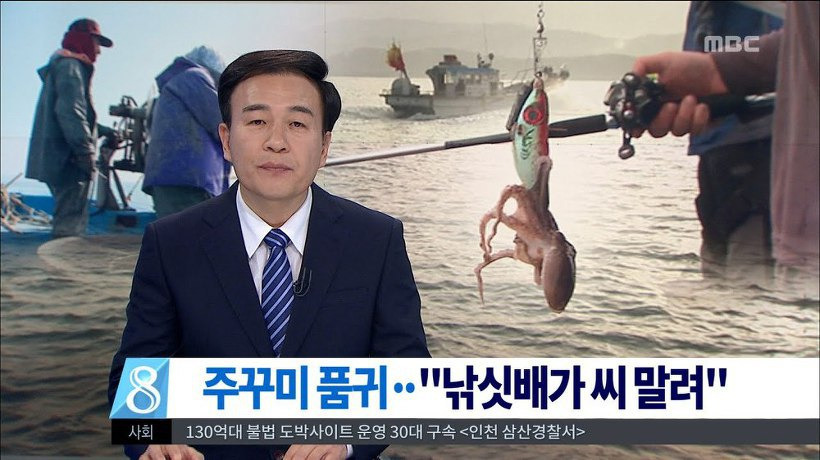 3월 봄철 쭈꾸미 낚시 금어기 기간 5.11 ~ 8.31 1
