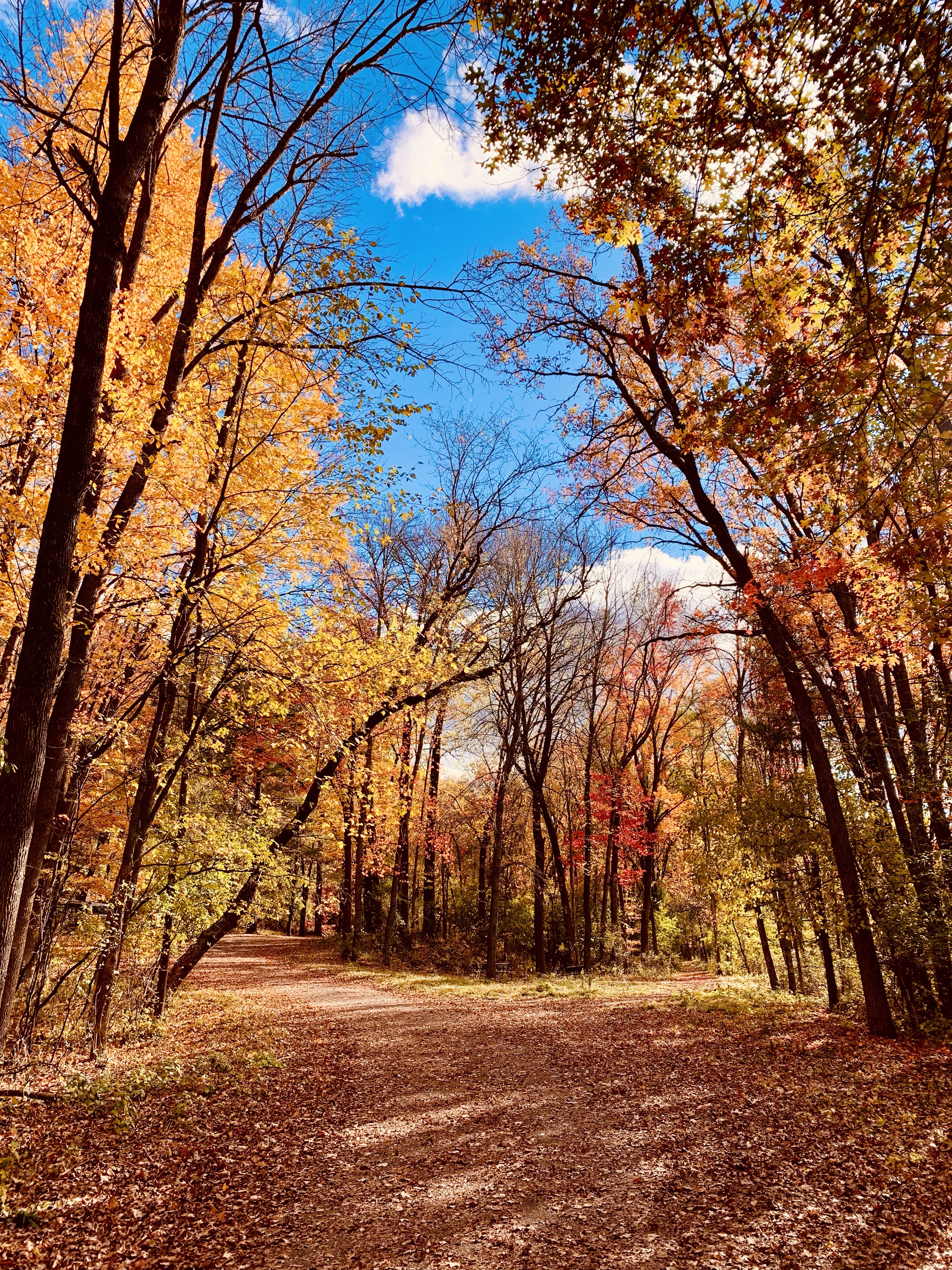 낙엽길-노란색-나뭇잎-나무-숲속길이-보이는-모습