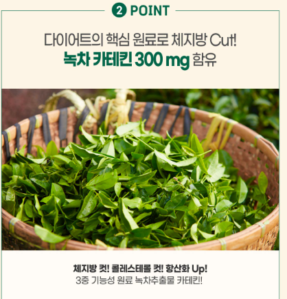 카테킨