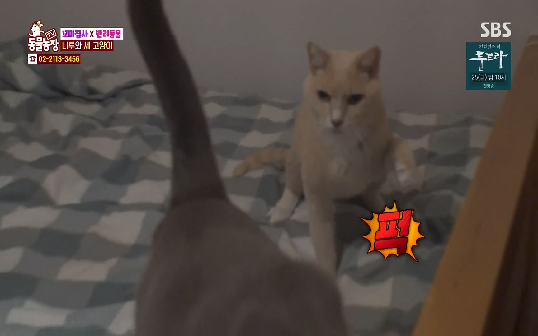TV 동물농장.E1061.220320p.H264-F1RST.mp4_20220320_183618.119.jpg