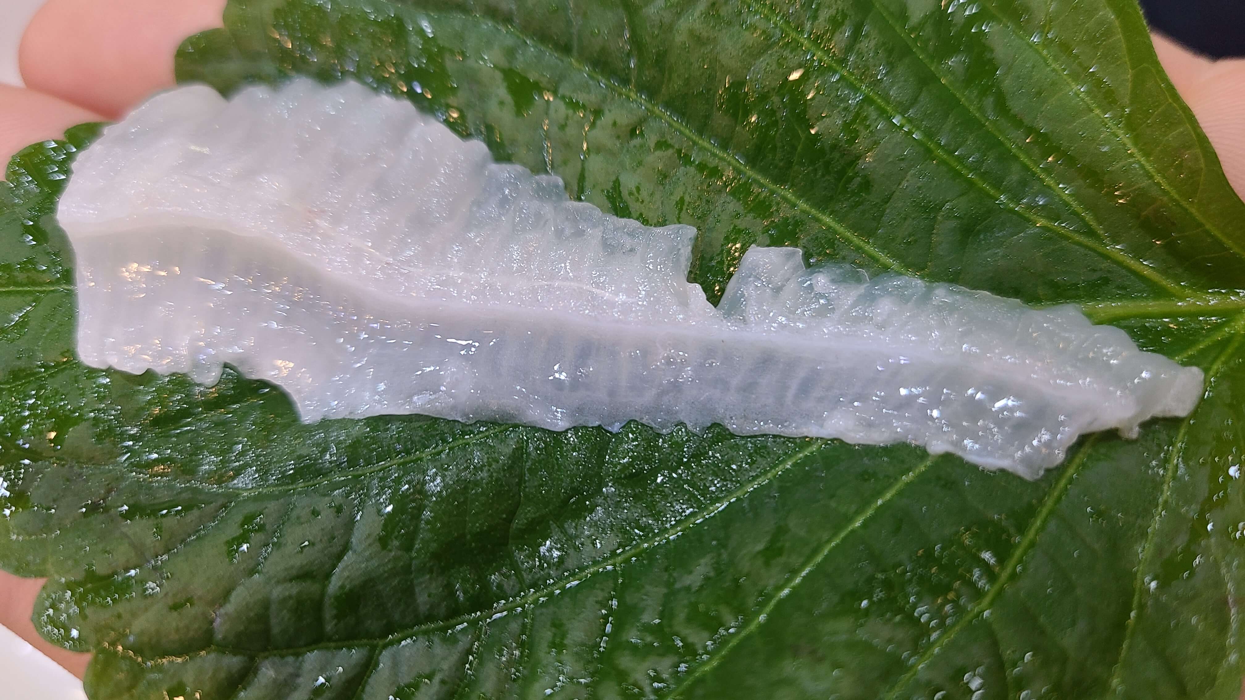 통영수산물회센터-광어-쌈