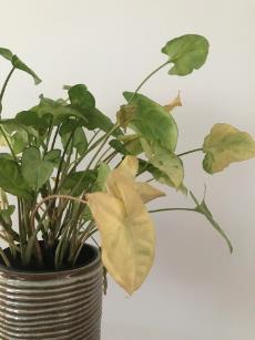 syngonium 잎이 노랗게 변합니다.
