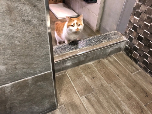 고양이가 화장실을 따라 오는 이유는 뭘까?! 고양이가 화장실을 따라 오는 이유는 뭘까?!