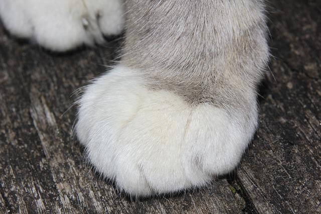 고양이 발