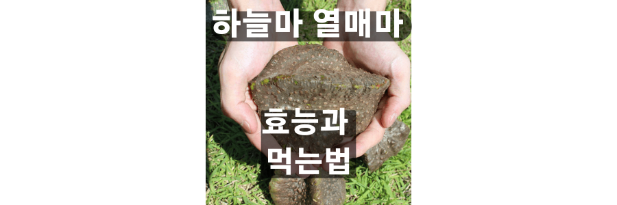  하늘마 효능과 열매마 먹는 법 쉽게 알아보기