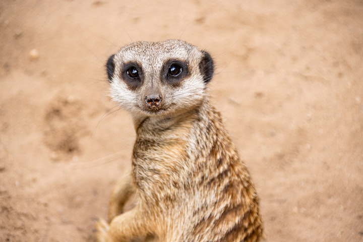 Taronga Zoo