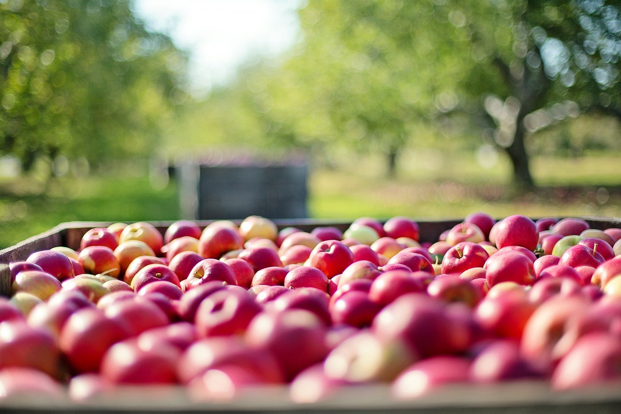 햇볕-가득한-야외의-사과밭에-나무궤짝-안에-가득-담겨있는-빨간-사과들