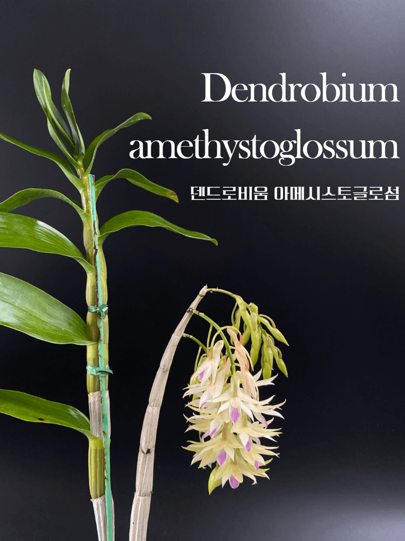 Dendrobium amethystoglossum 섬네일