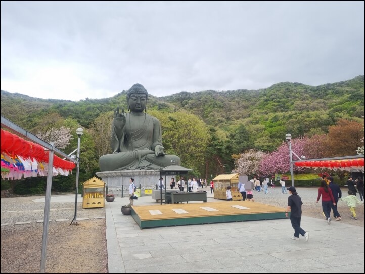 각원사 벚꽃