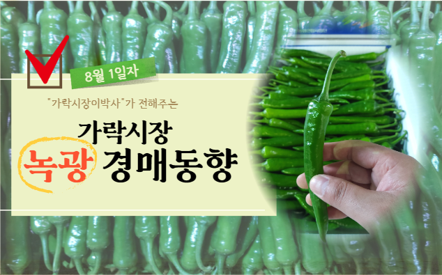  [경매사 일일보고] 8월 1일자 가락시장 녹광 경매동향을 살펴보겠습니다!