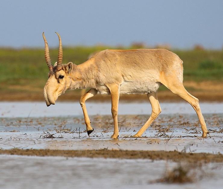 [동물 백과] 사이가산양 (Saiga Antelope&#44; 학명: Saiga tatarica)