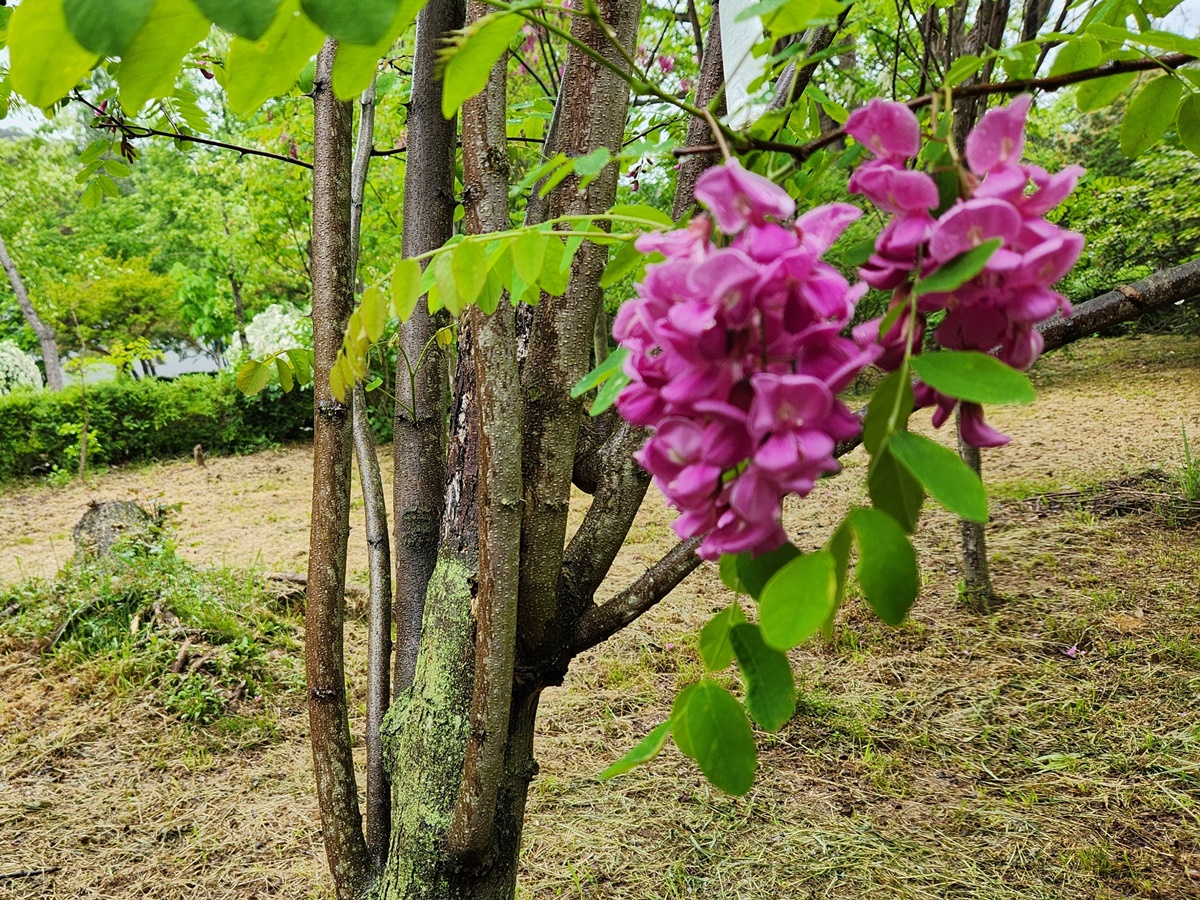 붉은아까시나무