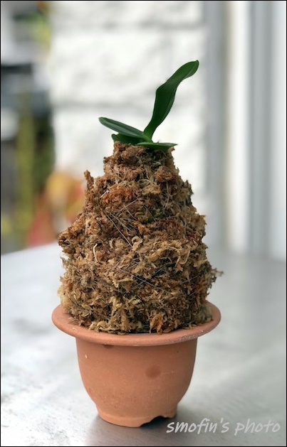 풍란 이용한 대엽심기 1