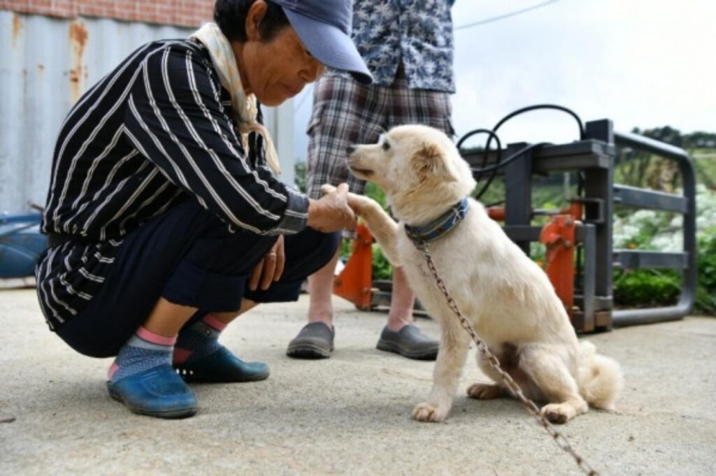 "저희 어머님 좀 찾아주세요!"치매를 앓고 있는 할머니가 폭우가 내리는 날 산에서 실종되었고 목숨이 위태로운 상황에서, 반려견인 백구와 함께 발견 되지만..