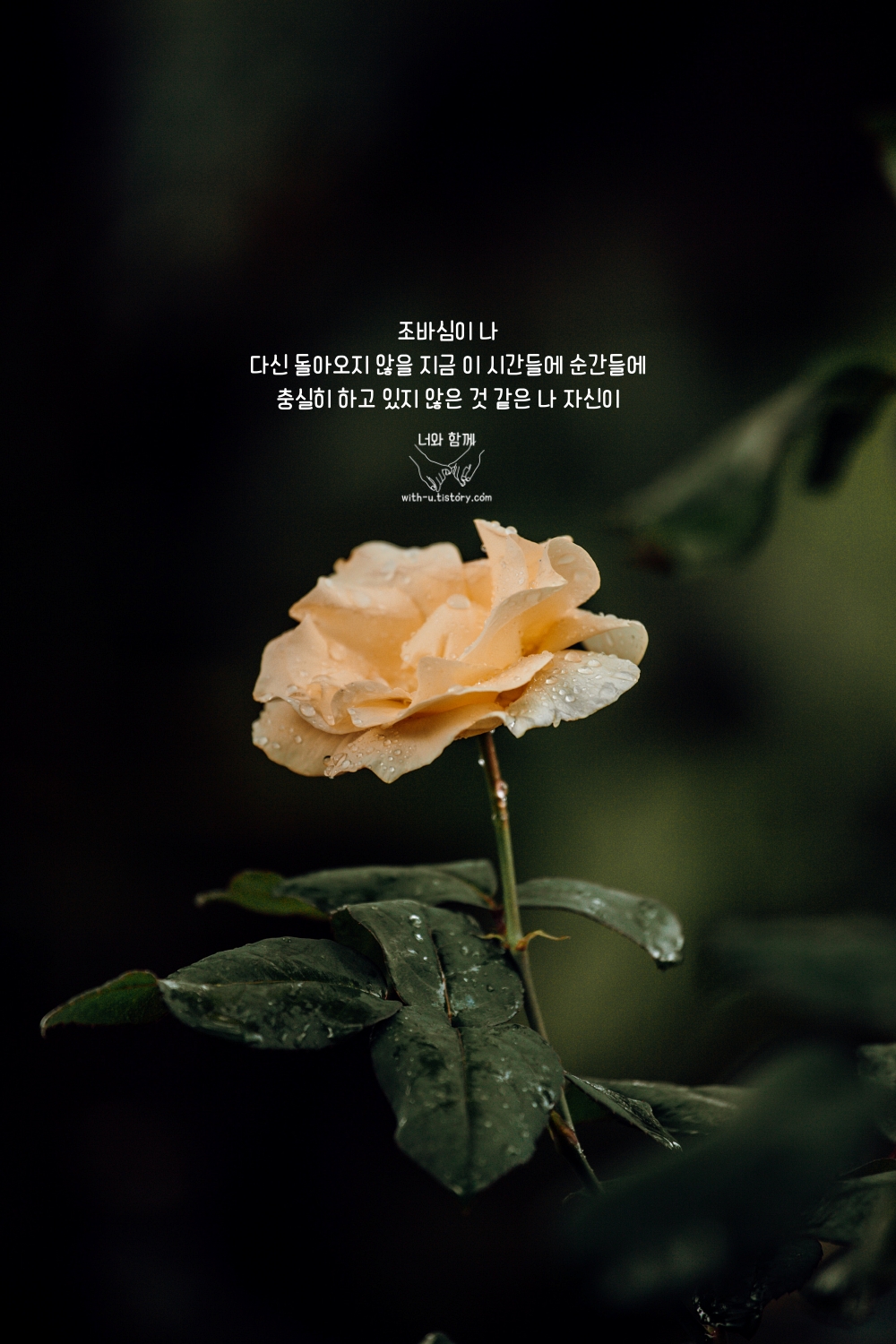  조바심 명언 : 짧고 좋은 글귀 : 짧은 명언