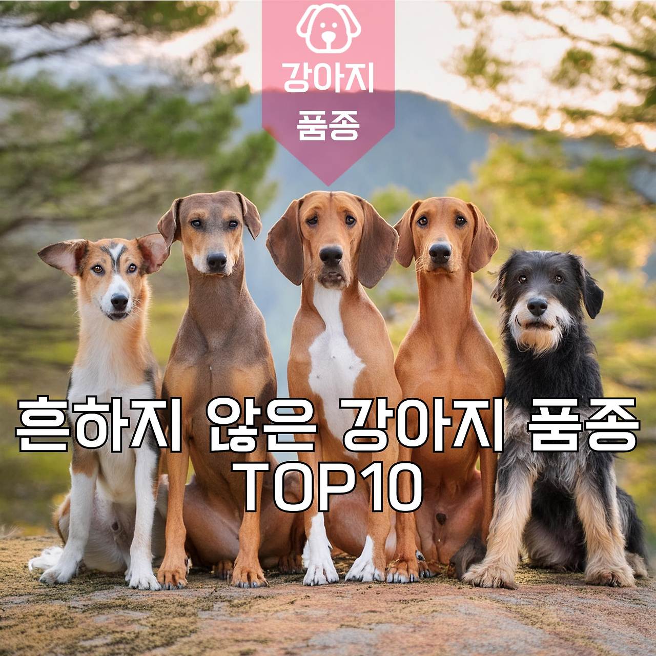 흔하지 않은 강아지 품종 TOP10