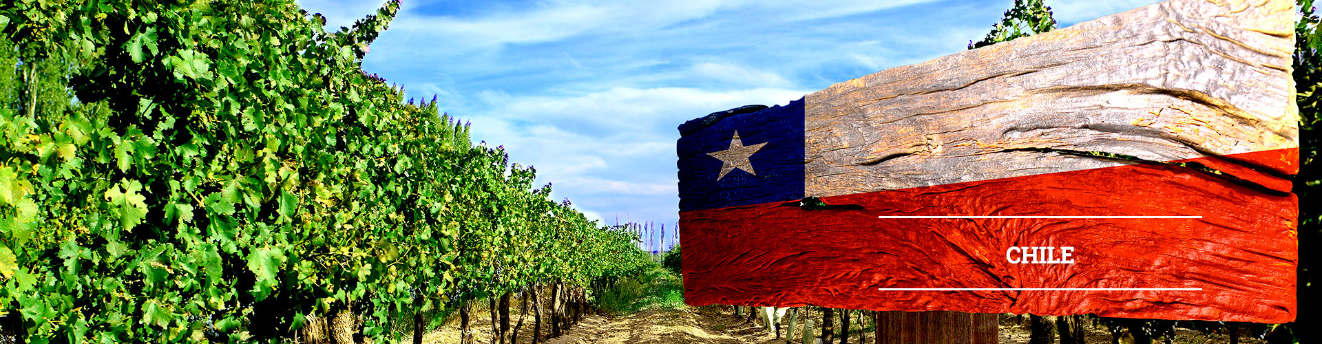 칠레 와인