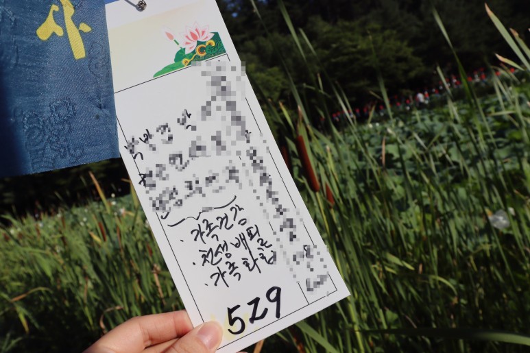 봉선사 연꽃 피는 시기 꽃놀이 합니다~경기도 연꽃축제 남양주여행 5
