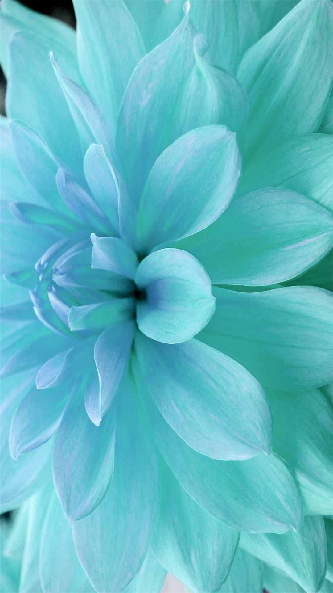 Dahlia Flower iPhone Wallpaper