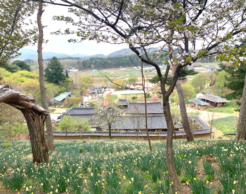 수선화 핀곳에서 바라본 한옥