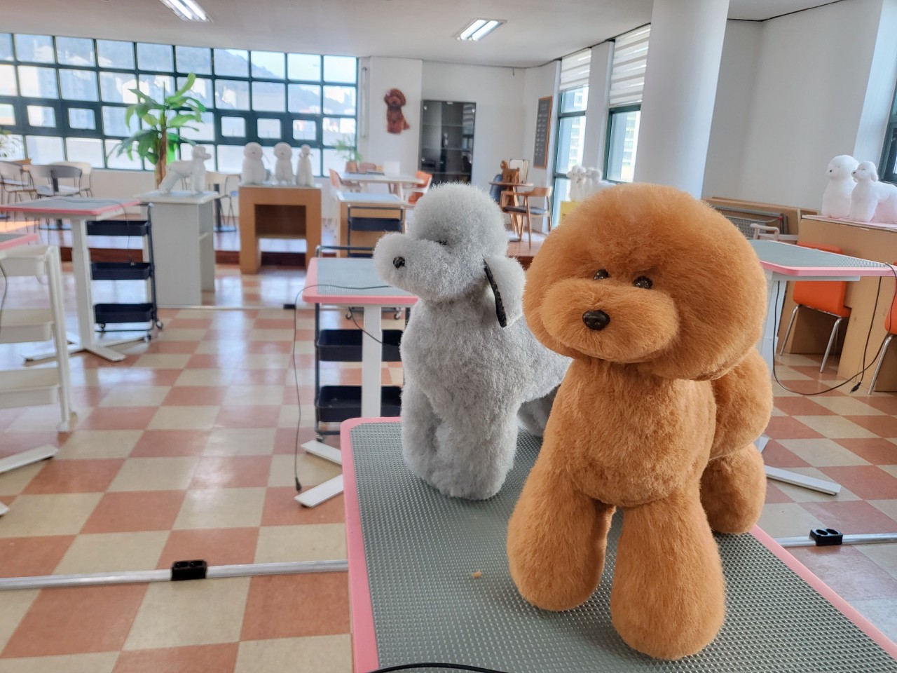 애견미용 정애견미용학원 김해점