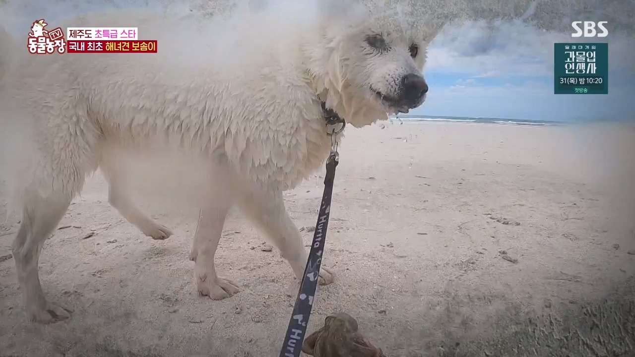 TV 동물농장.E1134.230821p-NEXT.mp4_20230820_193337.533.jpg