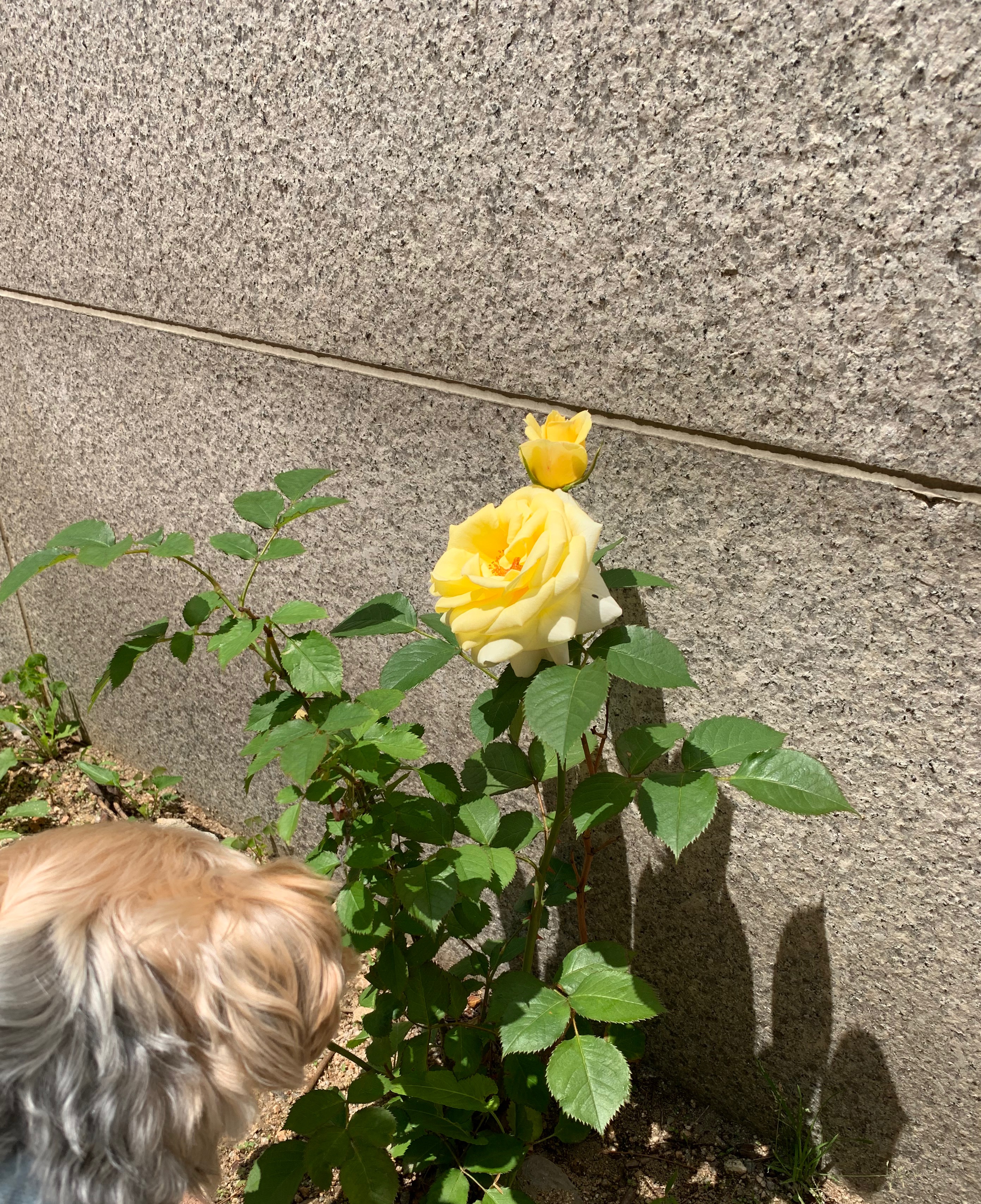  노란 장미