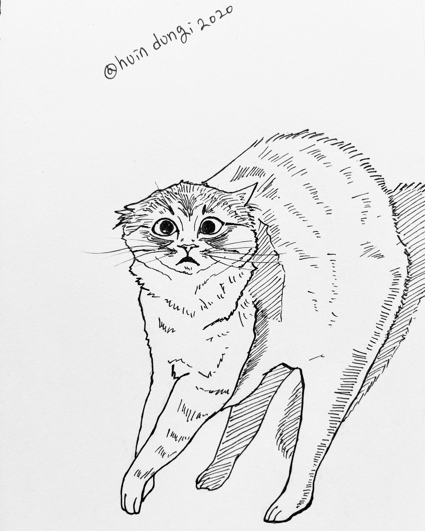 [취미생활 : 그림] 놀라쪄! (고양이 그림 : 펜그림)