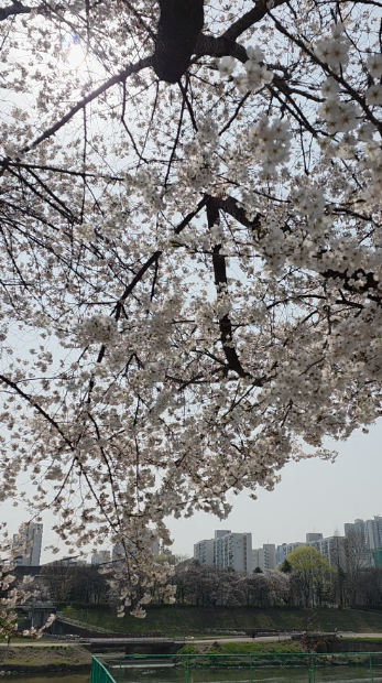 안양천 벚꽃길 사진12