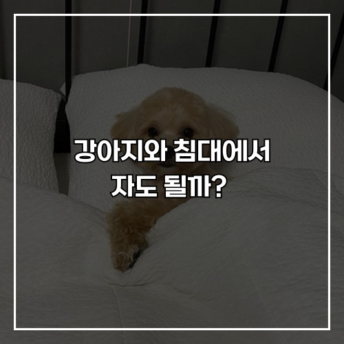 강아지와 침대에서 자도 될까? 함께 자는 것의 장단점과 고려 사항