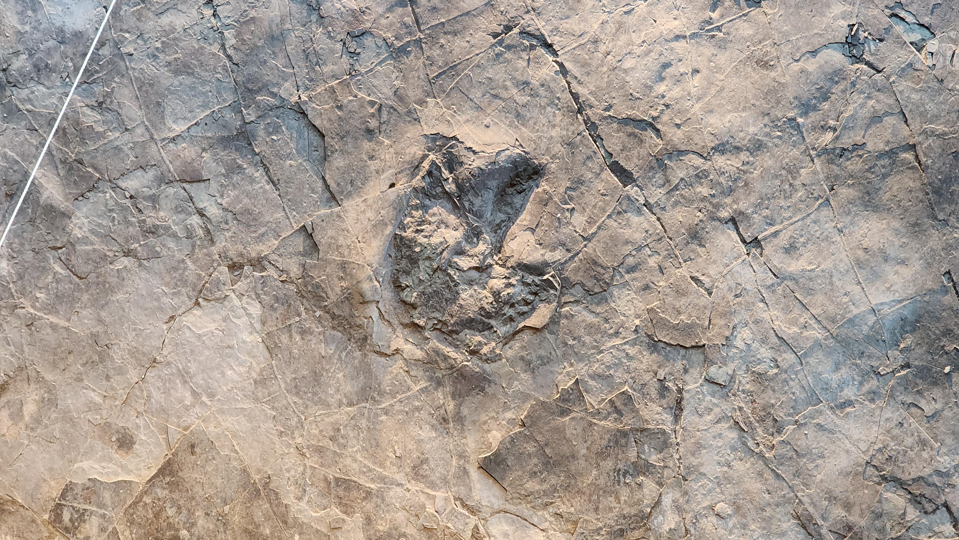 대형수각류 발자국 화석
