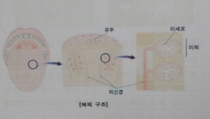 미각정보를 이용한 두뇌개발.