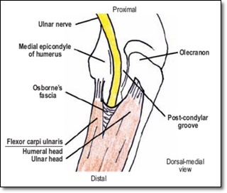 척골신경의 오스본 인대를 지나가는 것을 나타낸 그림