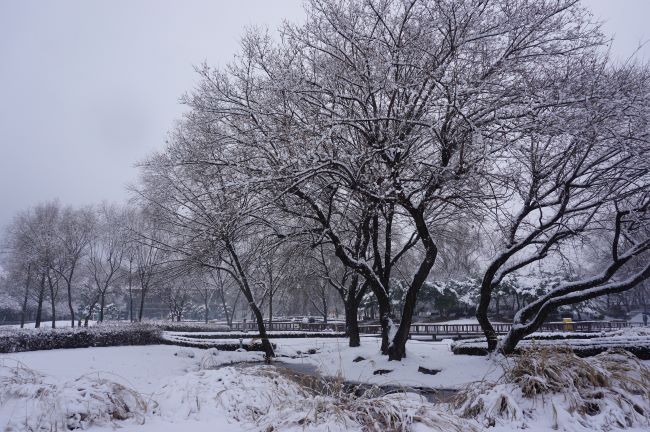 눈덮인 갈대밭 풍경, 가운데는 버드나무 여러그루, 회색 하늘, 내리는 눈,