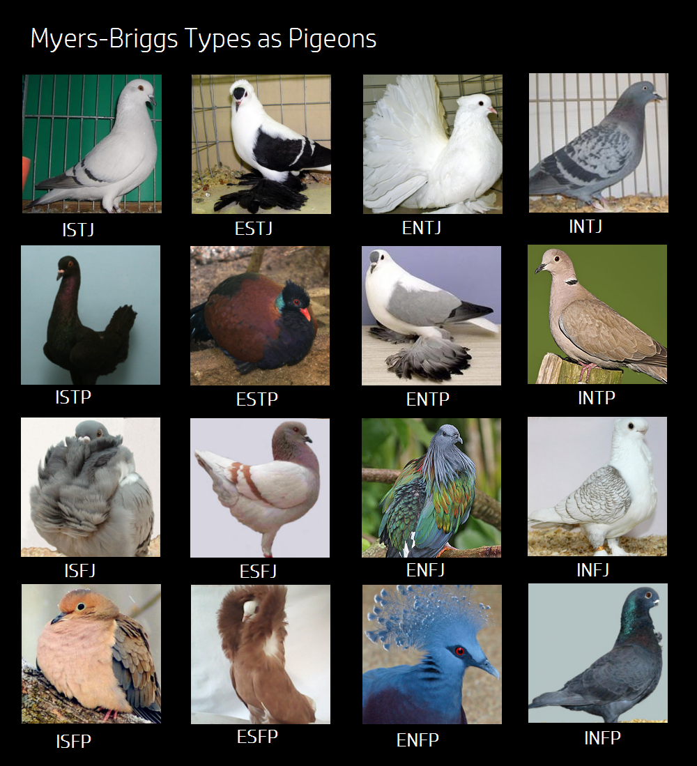  MBTI 유형별 조류 이미지