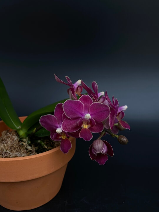 Phalaenopsis Sogo Perfume &#39;F1450&#39; 꽃사진